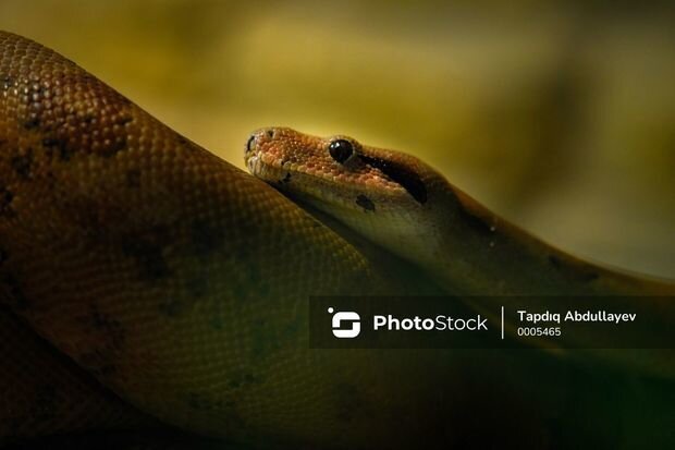 Bakıda ilanların sayı artıb? - AÇIQLAMA
