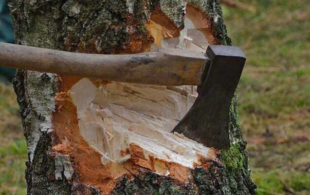 Bakıda təbiətə 7800 manatlıq ziyan vurdular - Yenilənib