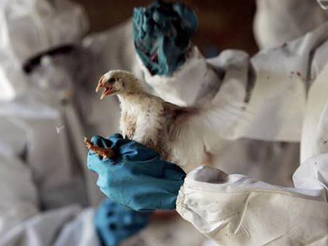 Mutasiya olunmuş quş qripi "COVID-19"dan daha təhlükəli ola bilər