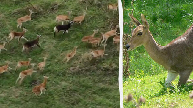Çox az adamın görə bildiyi mənzərə: 6 milyon antilopun köçü (FOTO)