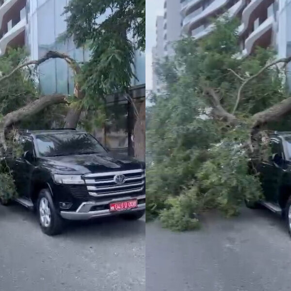 Bakıda güclü külək ağacın budağını qoparıb lüks avtomobilin üzərinə aşırdı - VİDEO