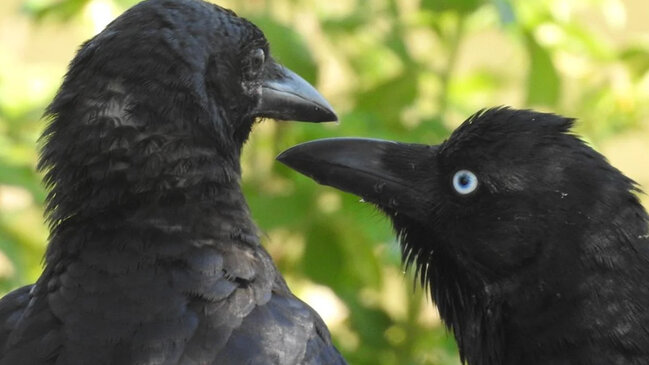 Qarğalar bir insandan illər sonra qisas ala bilərmi? - Alimlər