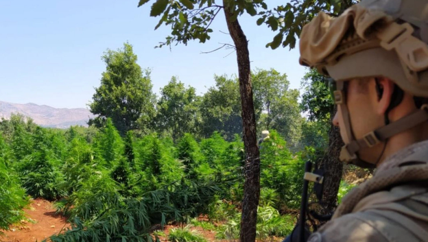 Türkiyədə külli miqdarda çətənə kolu və marixuana aşkarlandı