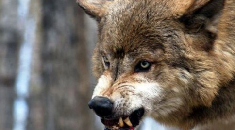 Kürdəmirdə canavarlar kəndə hücumu etdi (FOTO)