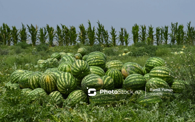 İcazəsiz bostana girdilər, 2 manat 76 qəpiklik qarpız yedilər - Məhkəməlik oldular