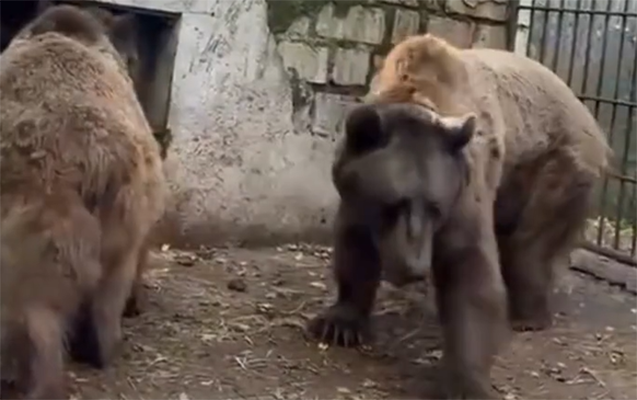 Ayılar haradadır? - Dövlət qurumundan açıqlama