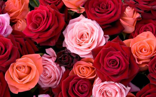 Bakıda bəy sevgilisinə 100.000 ədəd qızıl gül HƏDİYYƏ ETDİ - VİDEO