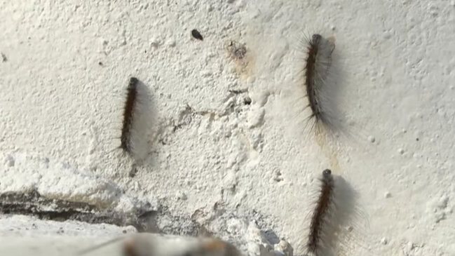 Bakıda bu binaları qurd basıb (VİDEO)