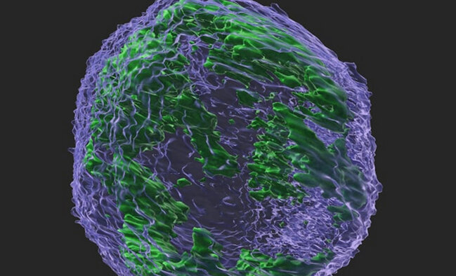 4 manatlıq məhsul xərçəngin dərmanıdır