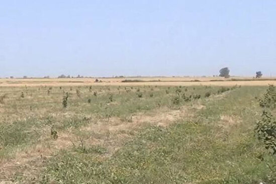 "Ölkə ərazisində üç min hektar əraziyə suvarma suyunun verilməsi mümkün olmayıb" - AÇIQLAMA