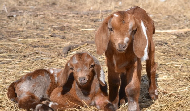 Çəpiş ətinə tələbat niyə artıb? - VİDEO