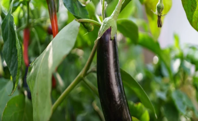 Nəhəng badımcanların sirri: Rekord məhsul üçün torpağa nə səpmək lazımdır?