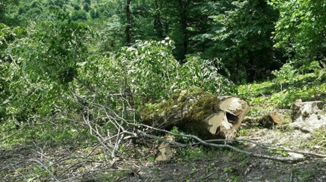 "Boranı" restoranının sahibi Etibar adlı şəxs tərəfindən Babək prospektində ağaclar kəsilib?- Video