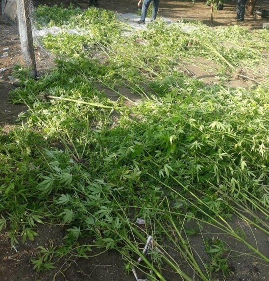 İki qardaş saxlanıldı - Üstlərindən narkotik çıxdı - FOTO