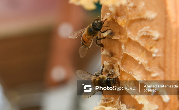 Arıçılıqda xəstəliklərin yayılma səbəbləri nə ilə bağlıdır?