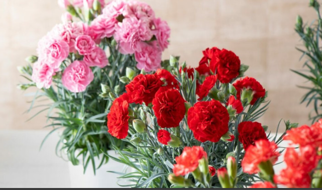 Niyə qərənfil yas çiçəyi hesab olunur?