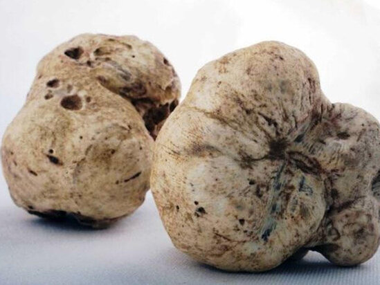 Göbələk fantastik qiymətə satılıb