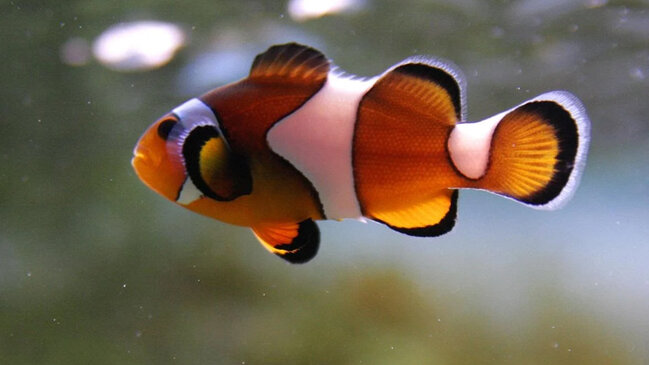 Bu balıq cinsini dəyişə bilir: Bioloq onun niyə belə etdiyini açıqladı