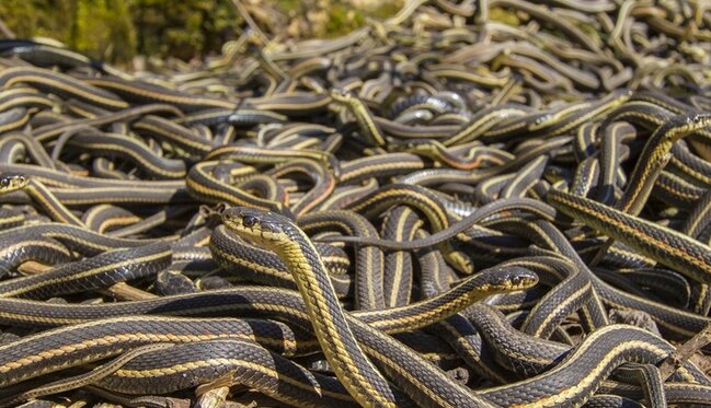 İlanla üz-üzə qalanda nə etməli?