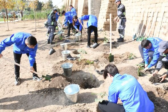 Mövsümlə əlaqədar paytaxtda növbəti ağacəkmə aksiyası keçirildi - FOTO
