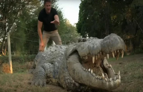 Dünyanın ən yaşlı çox uşaqlı timsahı:onun çəkisi və boyu nə qədərdir - VİDEO