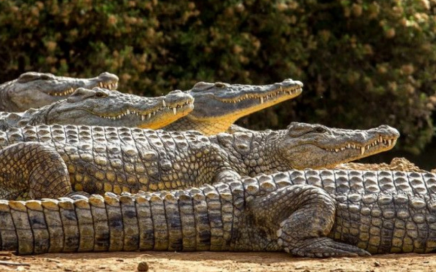 Hindistanda yeni ənənə: İnsanlar qorxu içində timsahlara ibadət etməyə başladılar