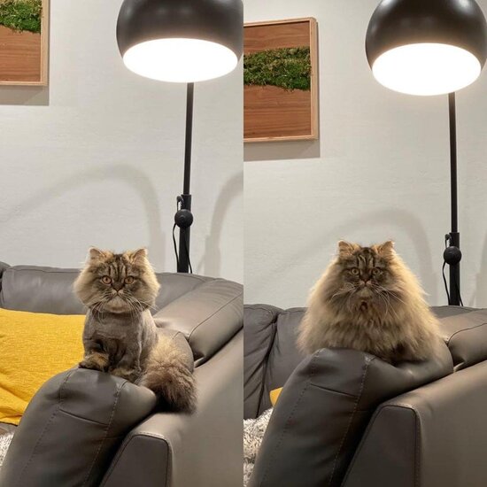 Bərbərxanadan çıxan heyvanlar - FOTOLENT