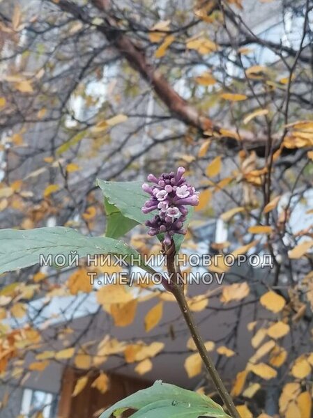 Bu şəhərdə oktyabrda yasəmən çiçək açdı - FOTOLAR