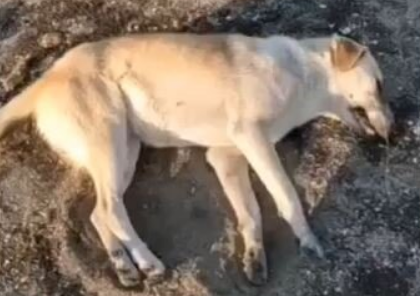 Sumqayıtda itlərə qarşı daha bir VƏHŞİLİK-VİDEO