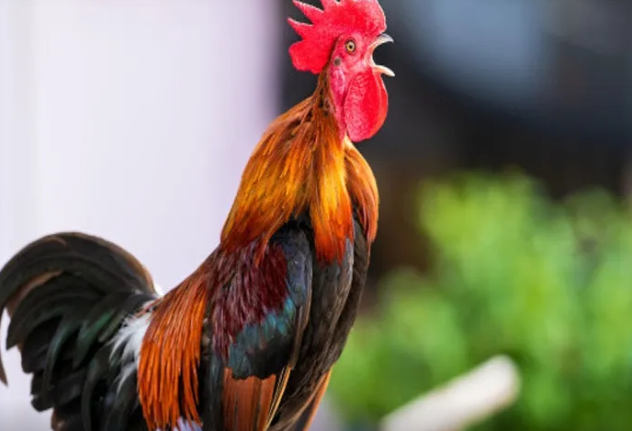 Xoruzlar səhər niyə banlayır? - Bunun Günəşlə nə əlaqəsi var?