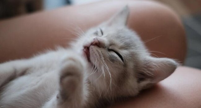 Pişiklərdən yoluxur, beyni məhv edir