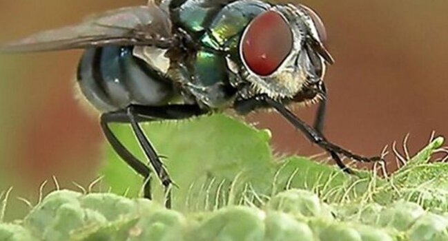 Milçəklərin kökünü kəsir: hər otaqda 1 ədəd saxlayın