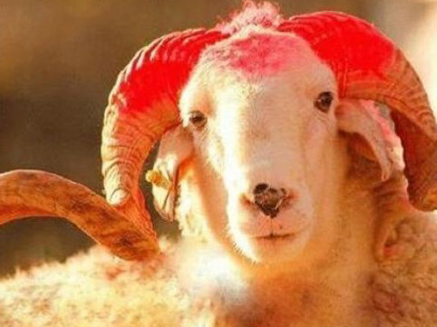 "Ətin kiloqramla qurbanlıq adı ilə satılması doğru deyil" - Hacı Surxay