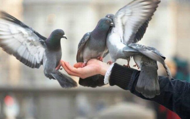 Göyərçinlər xəstəlik yayır - Alimlərdən XƏBƏRDARLIQ