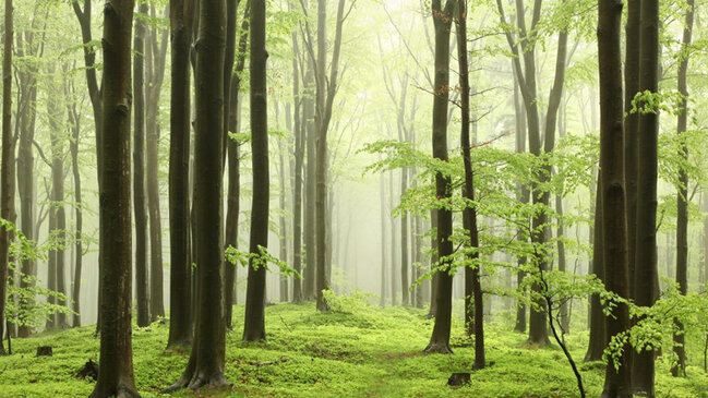 Qlobal istiləşmə ilə mübarizənin əsas üsulu əks effekt verdi