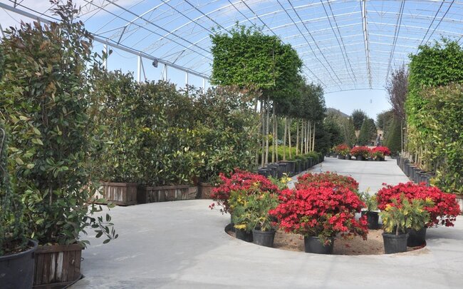 Azərbaycan Türkiyədən dekorativ bitkilərin idxalını artırıb