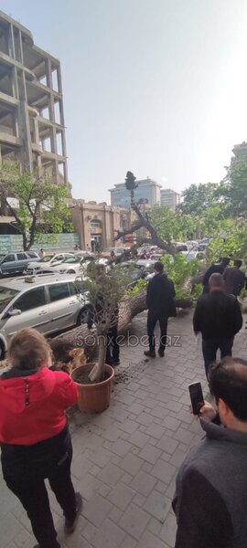 Bakıda güclü külək ağacı maşınların üzərinə aşırtdı - FOTOLAR