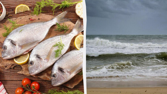 Balıq əsrin sonuna qədər varlılar üçün delikates olacaq: Alimlərin proqnozu