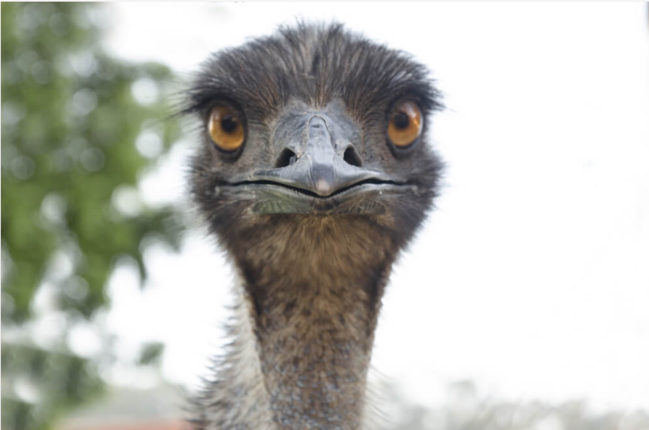 Gözü beynindən böyük olan canlı