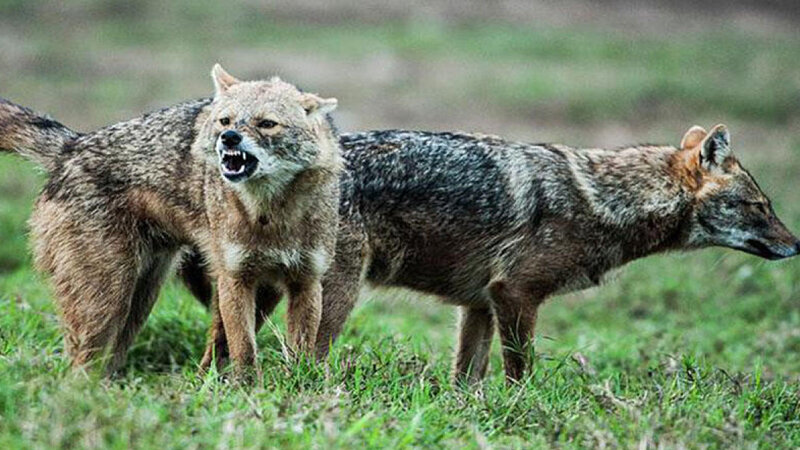 Çaqqal kənd sakinlərinə hücum etdi: Xəsarət alanlar var