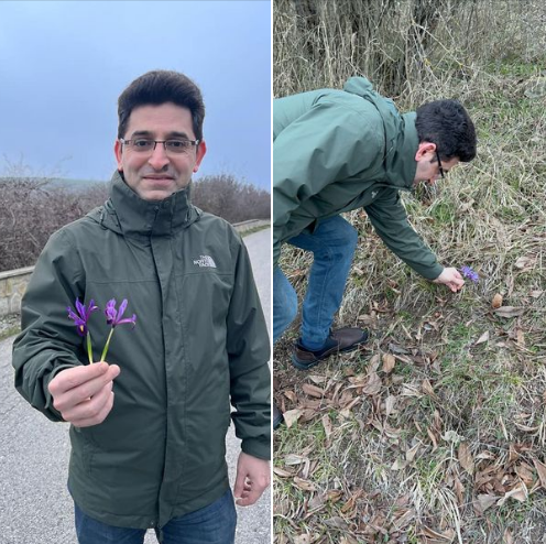 Novruzun gəlişini gözəlliyi ilə qarşılayan çiçəkdən yaralara MƏLHƏM - RESEPT-FOTO