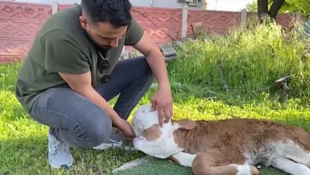 Beyni dəri altında, gözsüz... - Yeni doğulan buzov görənləri QORXUTDU - VİDEO