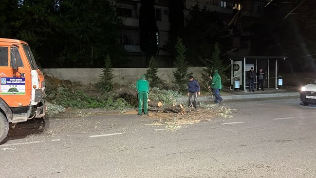 Dünəndən bəri Bakıda 41 ağac sınıb - Fotolar
