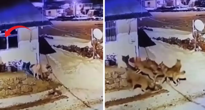 Gecəyarısı itinin səsinə oyandı, həyətində canavar sürüsü gördü