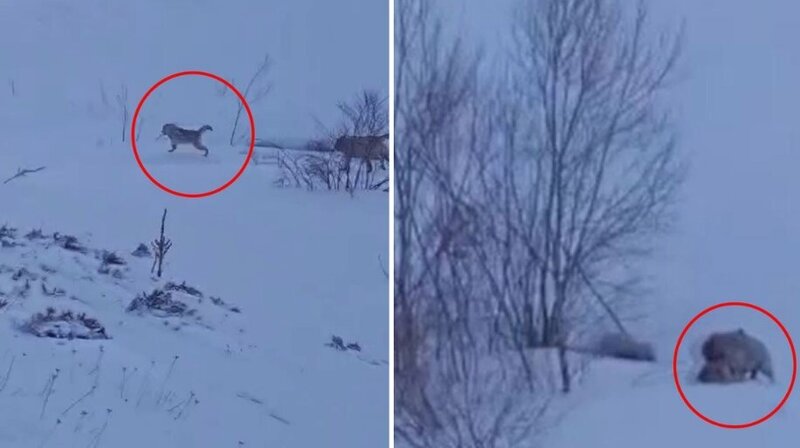 Ac canavarlar kəndə basqın etdi - VİDEO