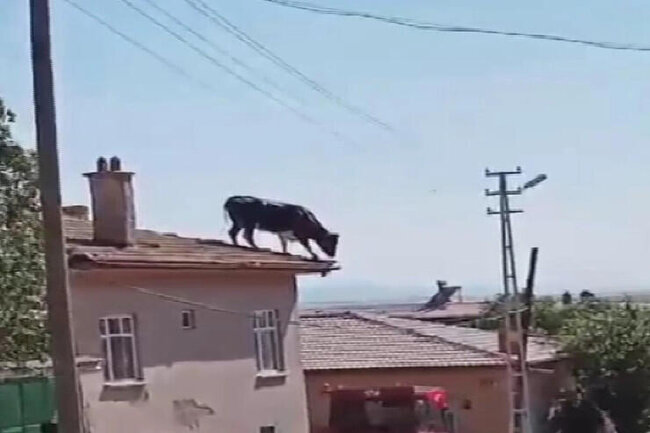 Qəssabdan qaçan dana dama çıxdı - FOTO