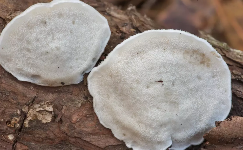 Alimlər ən acı maddəni tapdılar