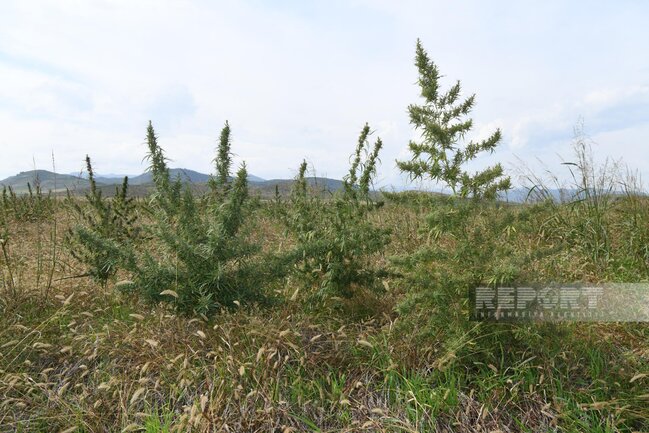Xocalıda narkotik plantasiyası aşkarlandı - FOTO