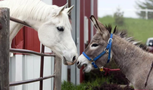 Texnoloji inkişafın "işsiz" qoyduğu heyvanlardan necə gəlir əldə etmək olar? - ARAŞDIRMA