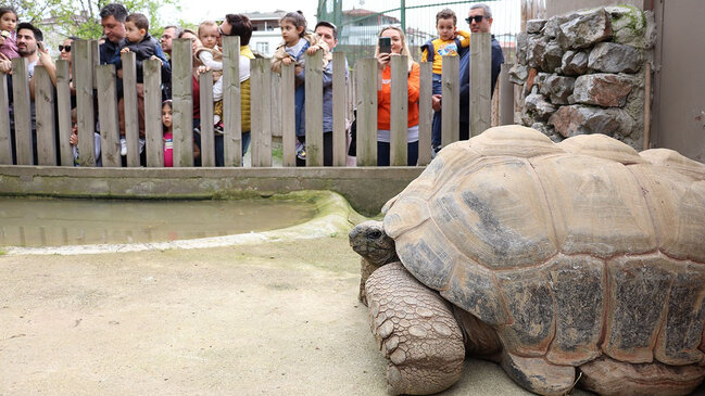 103 yaşlı tısbağa-FOTO